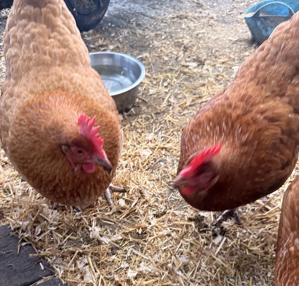 Chickens