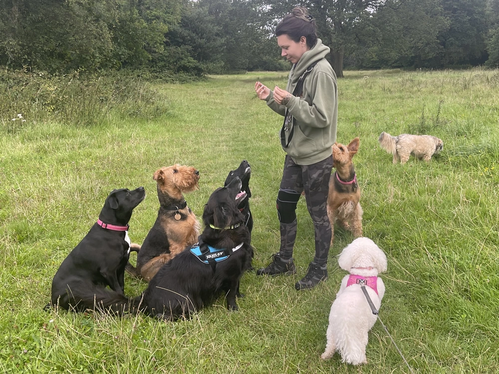 Dog Training Services Image 2 Dog Training Services