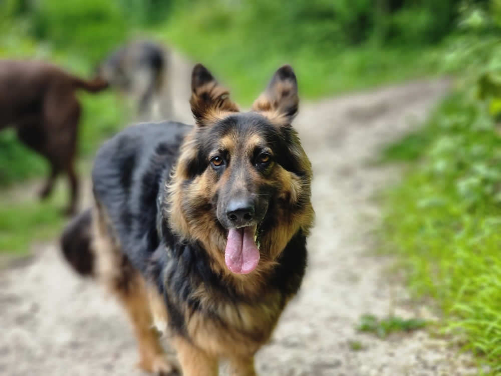 Dog Walking Services Dog Walking Services