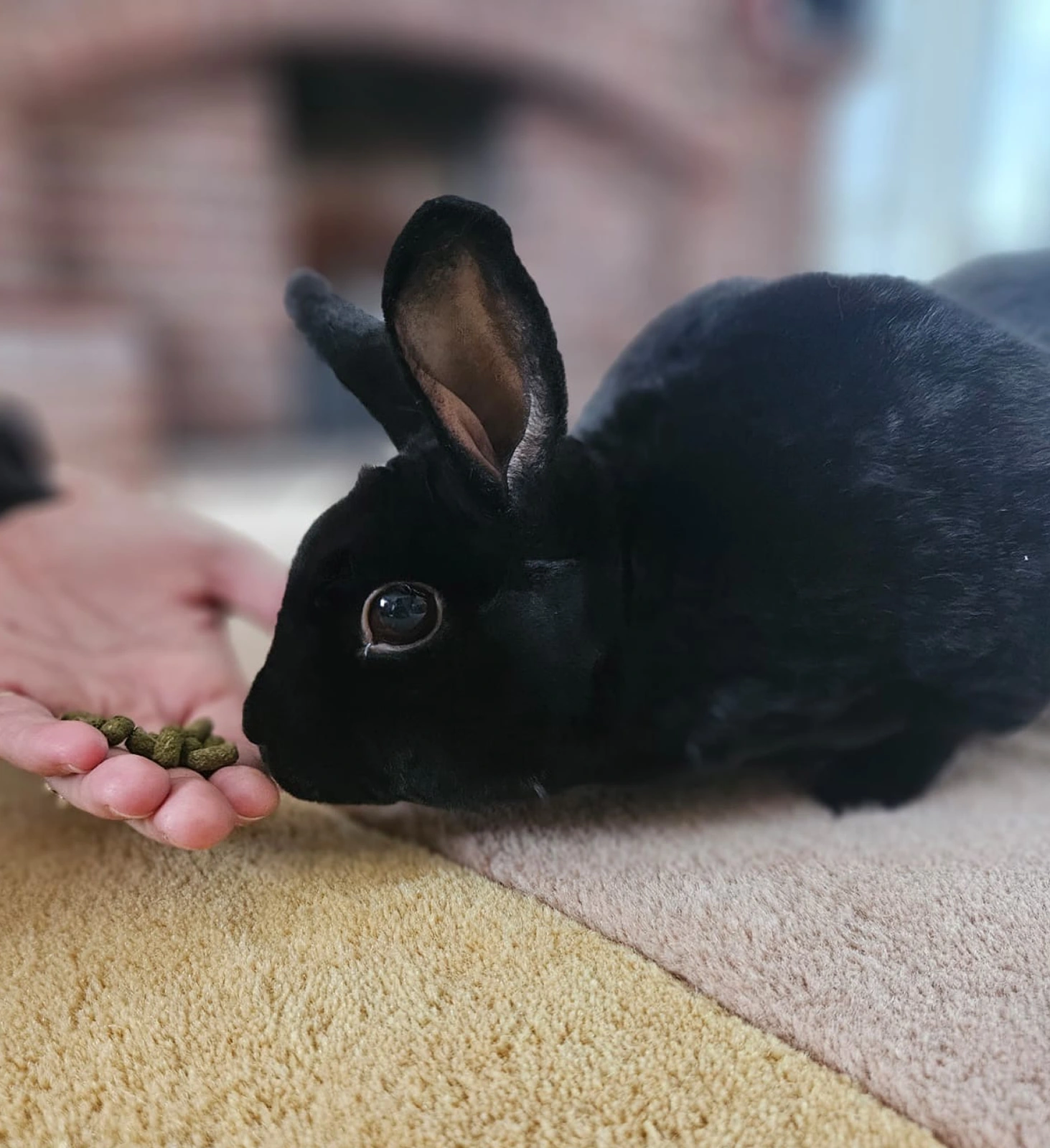 House Sitting & Pet Care Service