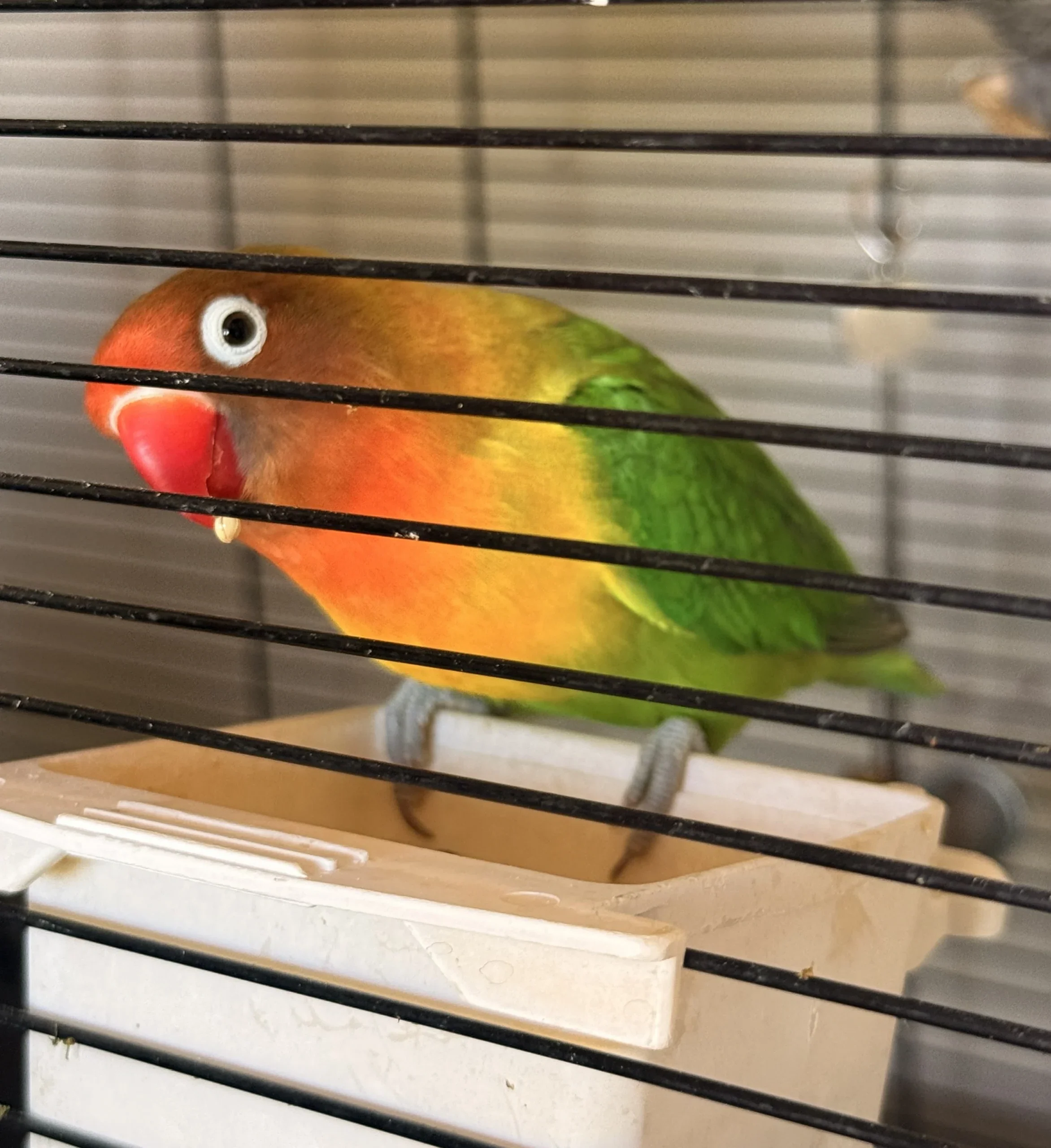 Pet Pop-Ins